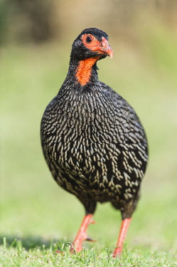 Male red-necked spurfowl on ground African bird,Eastern Cape,Marine Protected Area,National Park,Outdoors,South Africa,Storms River,Tsitsikamma Marine Protected Area,africa,african,african wildlife,animal,aves,avian,biology,day,fauna,g