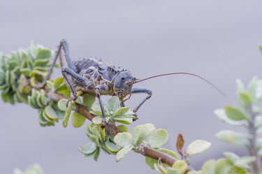 Armoured katydid Acanthoproctus cervinus,African insect,Beauty in Horizontal,Marine Protected Area,National Park,South Africa,West Coast National Park,Western Cape,africa,african,biology,corn cricket,insect,nature res