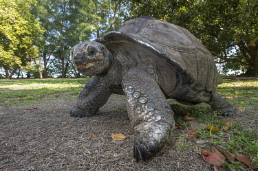 Aldabra Giant Tortoise Aldabra Giant Tortoise,Amirantees,D'Arros Island,Horizontal,Indian Ocean,Islands,Marine Protected Area,Seychelles,St Joseph Atoll,atoll,coast,coral island,day,ocean,oceanic,reptile,tortoise,tropical i
