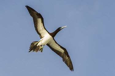 Adult brown booby in flight showing underwing patterns Amirantees,D'Arros Island,Horizontal,Indian Ocean,Islands,Marine Protected Area,Seychelles,St Joseph Atoll,animal,atoll,aves,biology,brown footed booby,coast,coral island,day,fauna,flying,ocean,oceani