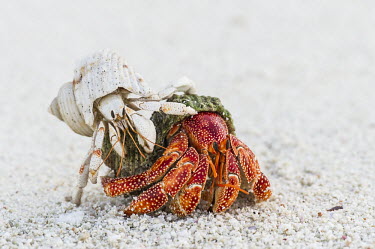 White hermit crab riding on the back of a red hermit crab Amirantees,D'Arros Island,Horizontal,Indian Ocean,Islands,Marine Protected Area,Seychelles,St Joseph Atoll,atoll,coast,coenobita perlatus,coenobita rugosus,coral island,day,ocean,oceanic,red hermit cr