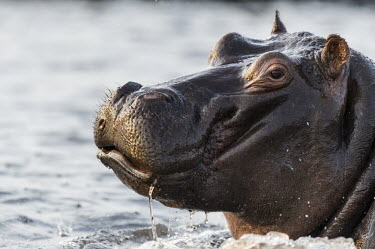 Hippopotamus in water Botswana,Chobe,Chobe River,Game Reserve,Hippo,Horizontal,Kasane,africa,african,african animal,african mammal,african wildlife,animal,animal themes,animals in the wild,biology,chobe national park,day,f