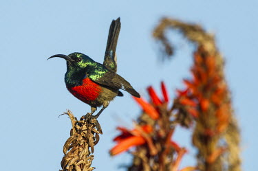 Displaying male greater double-collared sunbird African bird,Displaying Male,Eastern Cape,Greater Double-Collared Sunbird,Horizontal,Marine Protected Area,National Park,South Africa,Storms River,Tsitsikamma Marine Protected Area,africa,african,afri