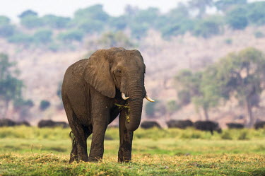 African elephant bull African Elephant,Botswana,Chobe,Chobe River,Feeding,Game Reserve,Horizontal,Kasane,africa,african,african animal,african mammal,african wildlife,animal,animal themes,animals in the wild,biology,chobe