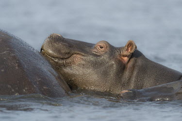 A hippopotamus rests its head on the back of a pod member Botswana,Chobe,Chobe River,Game Reserve,Hippo,Horizontal,Kasane,africa,african,african animal,african mammal,african wildlife,animal,animal themes,animals in the wild,biology,chobe national park,day,f
