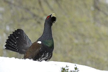 Male capercaillie displaying snow,snowing,cold,winter,frost,ice,calling,vocalising,male,displaying,patterned,Chordates,Chordata,Gallinaeous Birds,Galliformes,Phasianidae,Grouse, Partridges, Pheasants, Quail, Turkeys,Aves,Birds,Fl