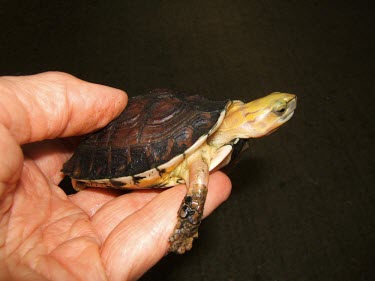 Young Mccord's box turtle held by a researcher Young,Terrestrial,Bataguridae,Carnivorous,Animalia,Endangered,Fresh water,Reptilia,Appendix II,mccordi,Asia,Testudines,Aquatic,Chordata,Cuora,IUCN Red List,Critically Endangered