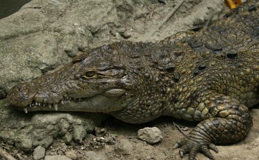 Philippine crocodile lying on ground Adult,Crocodylus,Terrestrial,Ponds and lakes,Aquatic,Crocodylia,Critically Endangered,Wetlands,Crocodylidae,Asia,Reptilia,Chordata,mindorensis,Appendix I,Streams and rivers,Animalia,Carnivorous,IUCN R
