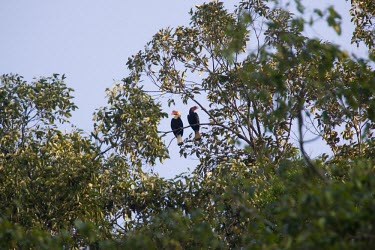Pair of writhed hornbills, male on left has white head and neck, female on right has black head and neck Adult Male,Tropical,Forests,Adult,Adult Female,Habitat,Species in habitat shot,Coraciiformes,Herbivorous,Arboreal,Forest,Bucerotidae,IUCN Red List,Appendix II,Near Threatened,Terrestrial,Aceros,Chorda