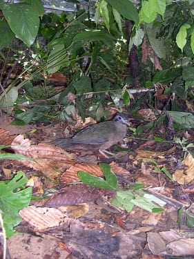 Sumatran ground-cuckoo on the forest floor Adult,Cuculidae,Asia,viridis,Chordata,Omnivorous,Critically Endangered,Carpococcyx,Tropical,Cuculiformes,Terrestrial,Aves,Sub-tropical,Animalia,IUCN Red List