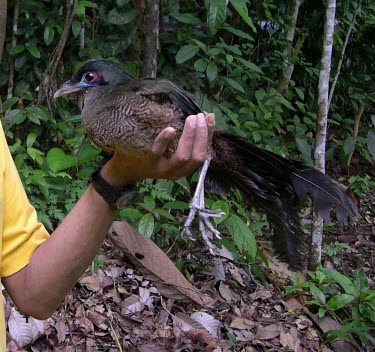 Sumatran ground-cuckoo, held by biologist Adult,Cuculidae,Asia,viridis,Chordata,Omnivorous,Critically Endangered,Carpococcyx,Tropical,Cuculiformes,Terrestrial,Aves,Sub-tropical,Animalia,IUCN Red List