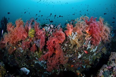 Colourful coral coral,fish,marine,underwater,wildlife,tropical,marine biology,aquatic,coral reef,colourful