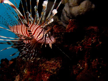 Red lionfish sea,fish,nature,animal,fauna,marine,underwater,wildlife,red sea,tropical,marine biology,spine,aquatic,spines,predator,lionfish,striped,spiny,poisonous,venomous,coral reef,toxin,scorpion fish,fire fish