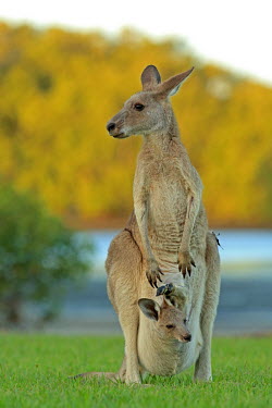 Eastern grey kangaroo with joey adult,young,joey,pouch,parent,adult female,mother,grass,Kangaroos and Wallabies,Macropodidae,Chordates,Chordata,Diprotodontia,Kangaroos, Wallabies,Mammalia,Mammals,Macropus,Terrestrial,Agricultural,He