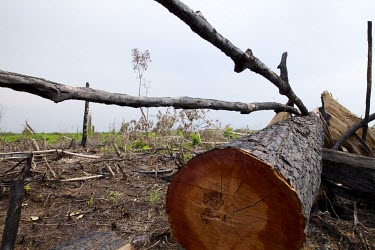 A large tree that has been burned and cut in degraded forest deforestation,degraded forests,wood,trees,cut,forests,damaged,destroyed,land clearing,fire,burnt,burned,tropical forest,negative space,central,Central Kalimantan,Cutting,Deforestation,Degraded Forests