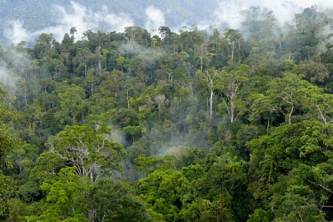 Landscape of natural production forest in concession area of PT. Sumalindo Lestari Jaya 2 forest,landscape,mist,trees,natural,rainforest,canopy