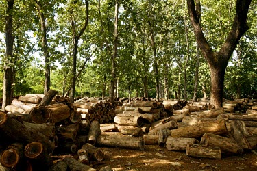 Piles of teak logs in forest trees,timber,furniture,logs,forest,climate change,global warming,teak,rainforest,log yard,log,jepara