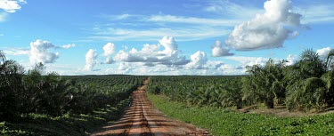 Oil palm plantation landscape sky,clouds,landscape,scenery,plantation,environment,climate change,global warming,oil palms,road,long road,horizon,oil palm,papua