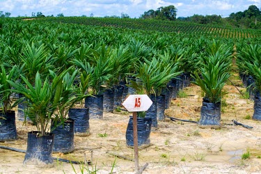 Oil palm seedlings on plantation oil palm,seedlings,plantation,landscape,rows,west kalimantan,kalimantan,seed