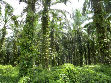 An oil palm plantation tree,landscape,plantation,papua,forests,oil palm,green