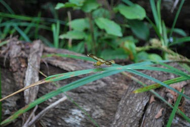 Green dragonfly dragonfly,papua,oil palm