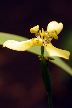Orchid in bloom orchid,flower,yellow,flora,shallow focus,gunung simpang,community forestry