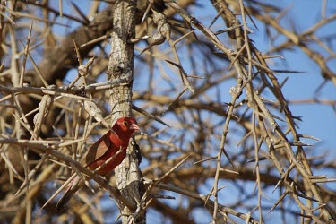 Red bird sat in the branches of a tree tree,bird,red,branch,thorns,spikes,finch,africa,animal