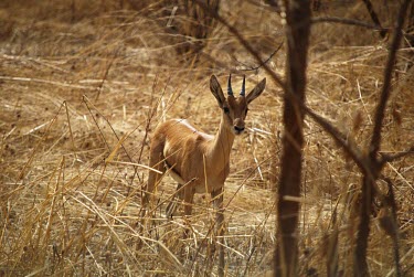 Gazelle in dry grass dry,dry grass,camouflage,gazelle,niger,africa,animal