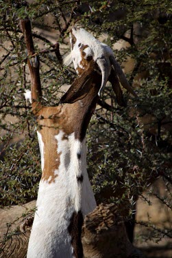 Goat feeding from tree goat,feeding tree,leaves,eating,standing on hind legs,herd,africa,cameroon,gorom