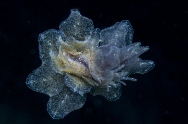 Nudibranch Sea slug,bizarre,weird,colourful,gastropod,gastropoda,invertebrate,mollusc,marine,mollusca,plain background,saltwater,underwater,alien,strange,unusual
