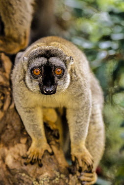 Brown lemur portrait Analamazaotra Special Reserve,Andasibe-Mantadia National Park,environmental issues,worried,camouflage,Primates,Appendix I,Arboreal,Eulemur,Tropical,Animalia,Mammalia,Temperate,Near Threatened,Chordata