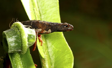 Northern spectacled salamander climbing over fern shallow focus,Osmunda regalis,fern,close-up,detail,eye,Ponds and lakes,Wetlands,Terrestrial,Forest,Temporary water,Salamandridae,Animalia,Caudata,Europe,IUCN Red List,Least Concern,Carnivorous,Aquatic