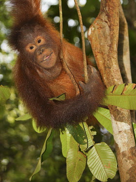 Bornean orangutan hanging in a tree eating leaves recovery,reintroduction,centre,wildlife centre,conservation,Sabangau National Park,environmental issues,WWF Indonesia,feeding,eating,leaves,forest,hanging,Mammalia,Mammals,Chordates,Chordata,Primates,