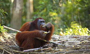 Adult Bornean orangutan eating bamboo on the ground recovery,reintroduction,centre,wildlife centre,conservation,Sabangau National Park,environmental issues,WWF Indonesia,feeding,eating,bamboo,eyes closed,ground,forest,shallow focus,negative space,Mamma
