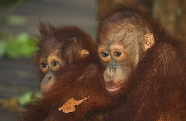 Young Bornean orangutans recovery,reintroduction,centre,wildlife centre,conservation,Sabangau National Park,environmental issues,WWF Indonesia,forest,eyes,looking at camera,cuddle,young,Mammalia,Mammals,Chordates,Chordata,Pri