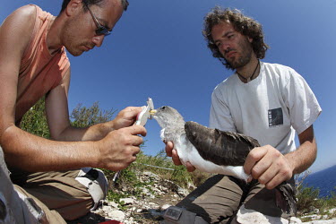 Taking measurements of a Scopoli's Shearwater conservation,project,researchers,people,Isole Tremiti,Gargano National Park,tagging,measurement,nesting,calipers,holding,concentration,blue sky,Animalia,Chordata,Aves,Procellariiformes,Procellariidae,