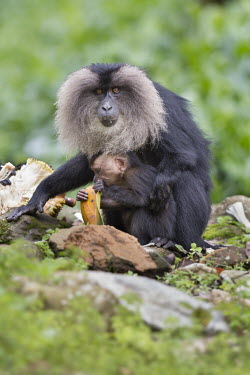 Lion-tailed macaque mother and baby eating,feeding,fruit,monkey,threatened,endangered,adult,female,mother,baby,young,looking at camera,shallow focus,negative space,Wild,parent,motherhood,primate,Chordates,Chordata,Primates,Old World Mon