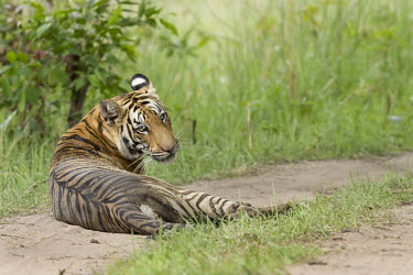 Bengal tiger cub lying down royal bengal tiger,tiger,bengal tiger,wild,endangered,resting,muddy,looking at camera,negative space,Wild,cats,big cats,felid,felidae,Mammalia,Mammals,Carnivores,Carnivora,Felidae,Cats,Chordates,Chord
