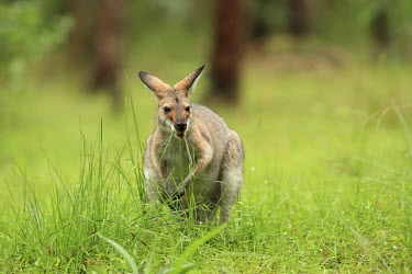 Red-necked wallaby eating grass Bennett's wallaby,Macropodidae,Diprotodontia,Marsupialia,mammals,marsupial,eating,eating grass,green,feeding,eat,grass