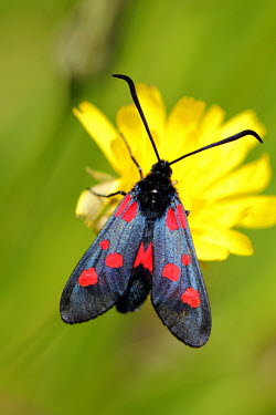 Five-spot burnet insect,moth,Zygaenidae,Lepidoptera,Arthropoda,shallow focus,colourful