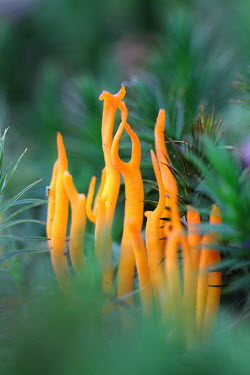 Yellow stagshorn fungus,fungi,Basidiomycota,Dacrymycetes,Dacrymycetales,Dacrymycetaceae,shallow focus,orange,green