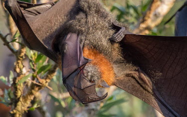 Grey-headed flying fox with pup adult,young,parental care,hanging,mum,pup,wings,protection,endemic,parent,mother,bat,bats,flying foxes,flying fox,grooming,tongue,Wild,Mammalia,Mammals,Pteropodidae,Chordates,Chordata,Chiroptera,Bats,