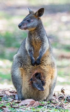Wallaby with joey adult,young,joey,endemic,portrait,pouch,parental care,protection,faces,baby,marsupial,marsupials,wallaby,wallabies,black wallaby,Macropodinae,Macropodidae,Diprotodontia,Marsupialia,Mammalia,Wild