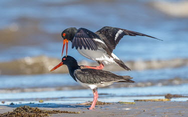Breeding pair of pied oystercatchers shallow focus,standing on back,mating behaviour,shore,shoreline,beach,mating,breeding,sexual reproduction,reproduction,bird,birds,aves,Charadriiformes,Haematopodidae,Wild,Aves,Birds,Shorebirds and Ter