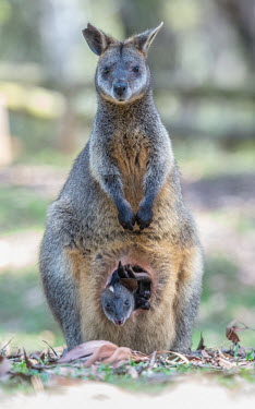 Wallaby with joey adult,young,joey,endemic,portrait,pouch,parental care,protection,faces,marsupial,marsupials,wallaby,wallabies,black wallaby,Macropodinae,Macropodidae,Diprotodontia,Marsupialia,Mammalia,Wild
