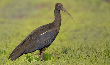 Red-naped ibis portrait,adult,Least Concern,shallow focus,Indian black ibis,black ibis,Animalia,Chordata,Aves,Pelecaniformes,Threskiornithidae,bird,birds,unique,weird