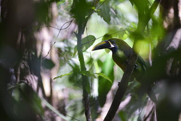Emerald toucanet perched in tree Bird,birds,aves,tropical birds,colourful,colour,South America,toucanets,Piciformes,Ramphastidae,toucan,toucans,forest