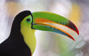 Keel-billed toucan portrait Bird,birds,aves,tropical birds,colourful,colour,South America,close-up,toucan,toucans,bill,beak,Ramphastos,Ramphastidae,Piciformes