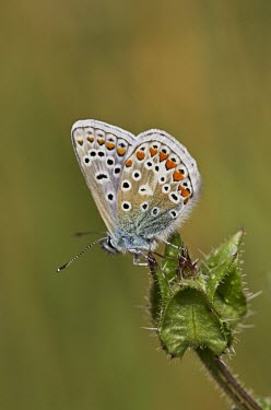 Common Blue - Polyommatus icarus Polyommatus icarus,common blue,butterflies,butterfly,wing,pattern,scale,scales,shallow focus,perched,seed head,insect,insects,Lepidoptera,adult,blue,spots,Arthropoda,Arthropods,Insects,Insecta,Coppers