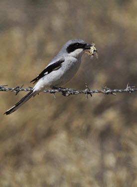 Loggerhead shrike Lanius ludovicianus,loggerhead shrike,shrike,shrikes,bird,birds,Passeriformes,Passeriforme,passerine,passerines,predator,prey,grasshopper,insect,barbed wire,shallow focus,negative space,perch,perched,